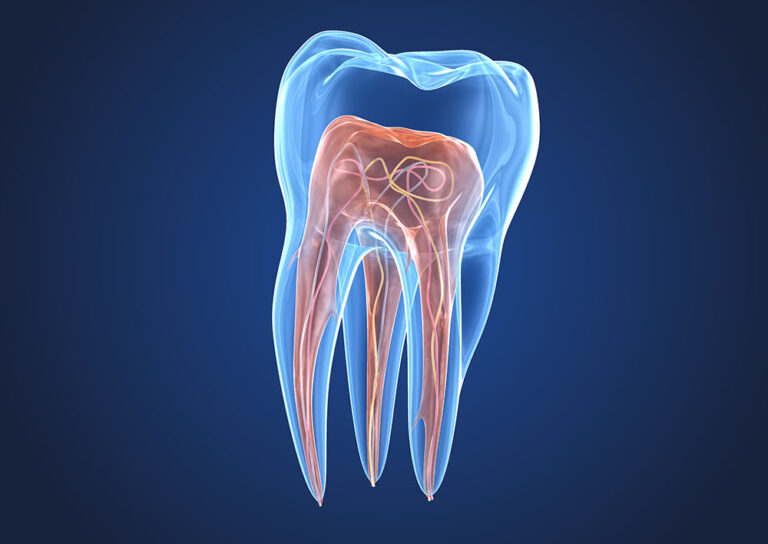 Transparente Zähne. 3D Renderings der Endodontie innere Struktur